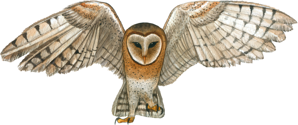 Owl watercolor animal wildlife adorable animal